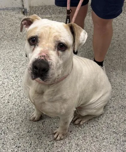 An adult extra large-sized female White / Cream Pit Bull Terrier dog named Lady for adoption in Kansas City, MO