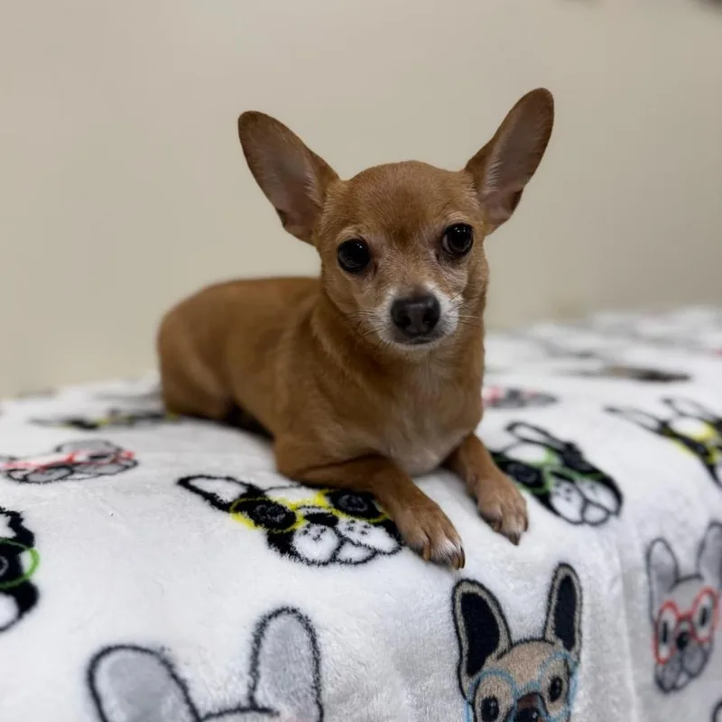 An adult small-sized male Red / Chestnut / Orange Chihuahua dog named Ryder for adoption in Greensburg, PA