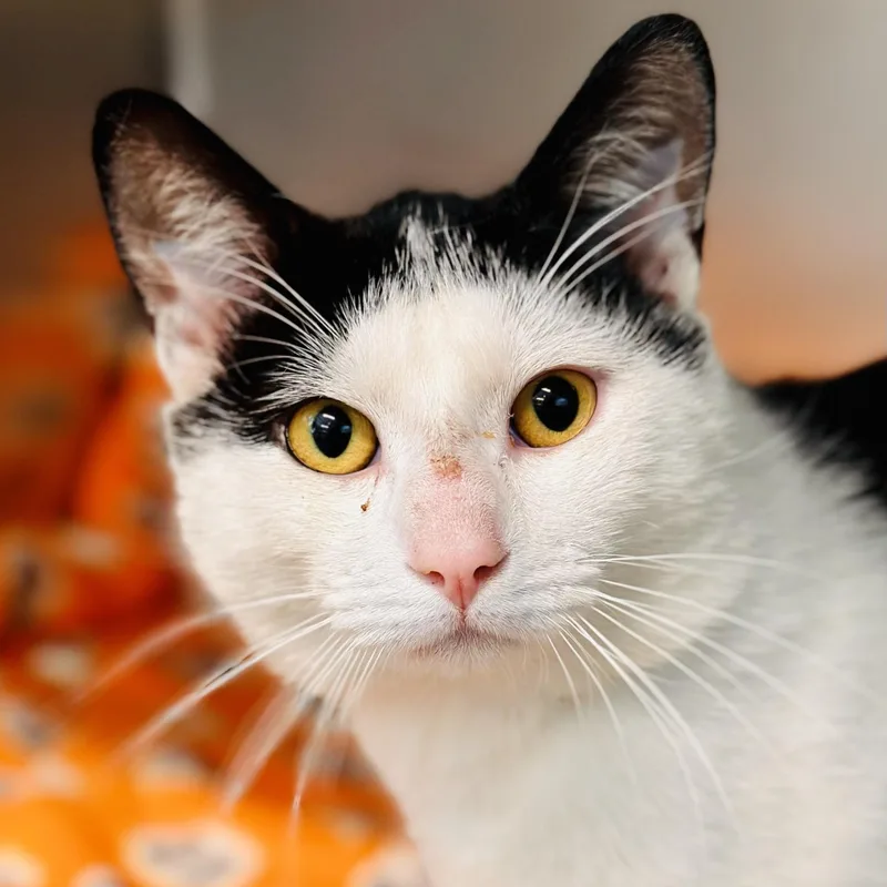 An adult medium-sized male Black & White / Tuxedo Domestic Short Hair cat named Porthos for adoption in Jackson, NJ