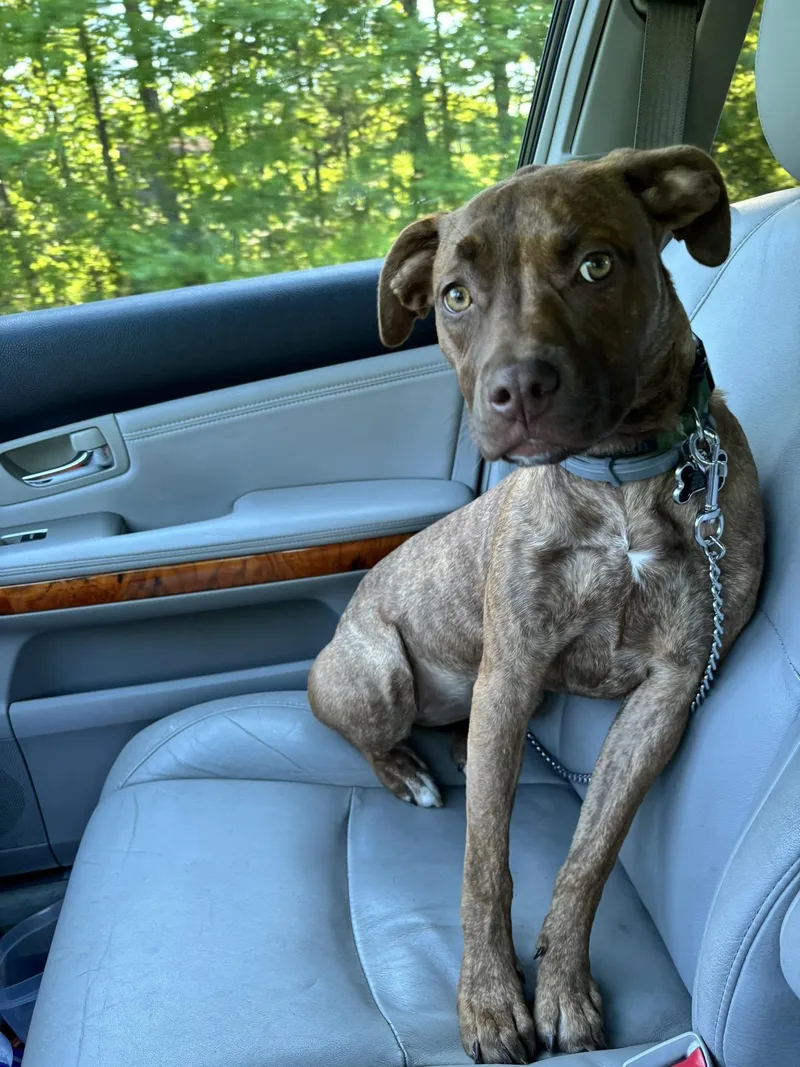 A young medium-sized female Brindle Pit Bull Terrier dog named Scarlet for adoption in Ipswich, MA