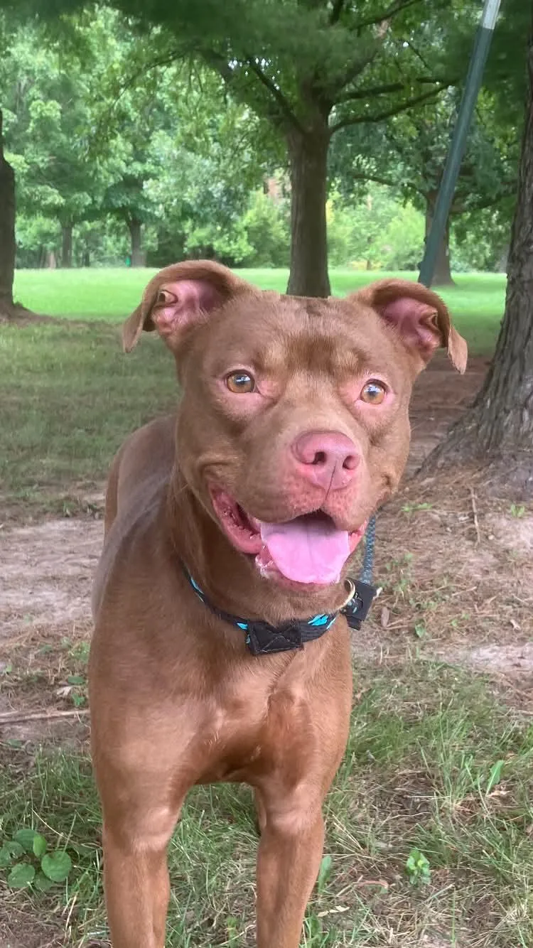 A young medium-sized female Red / Chestnut / Orange Pit Bull Terrier dog named Ellie for adoption in Springfield, IL
