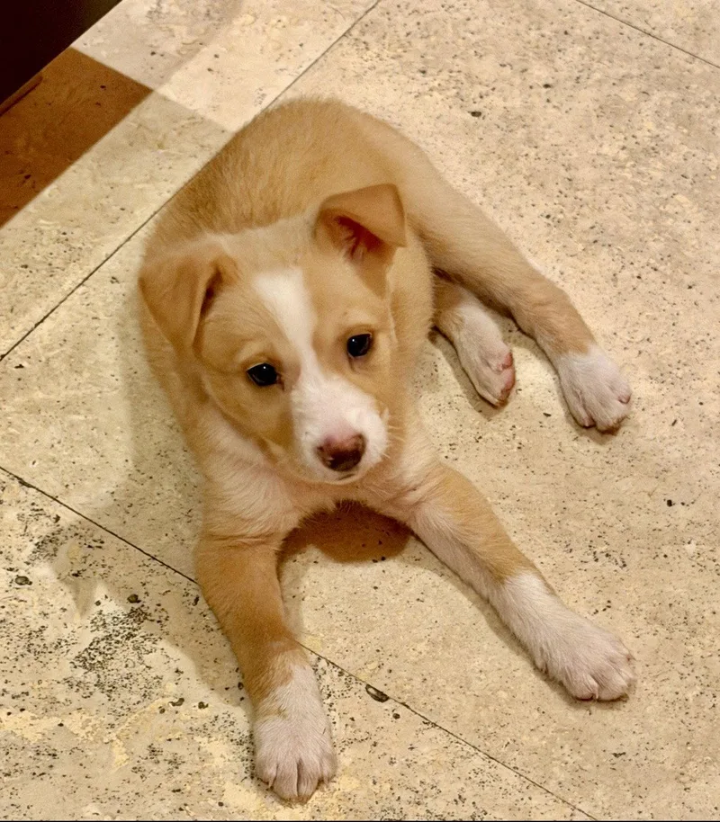 A baby medium-sized female Border Collie dog named Lexus for adoption in Royal Palm Beach, FL
