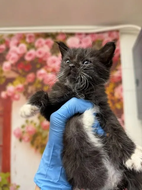 A baby small-sized male Domestic Short Hair cat named Chris for adoption in San Bernardino, CA