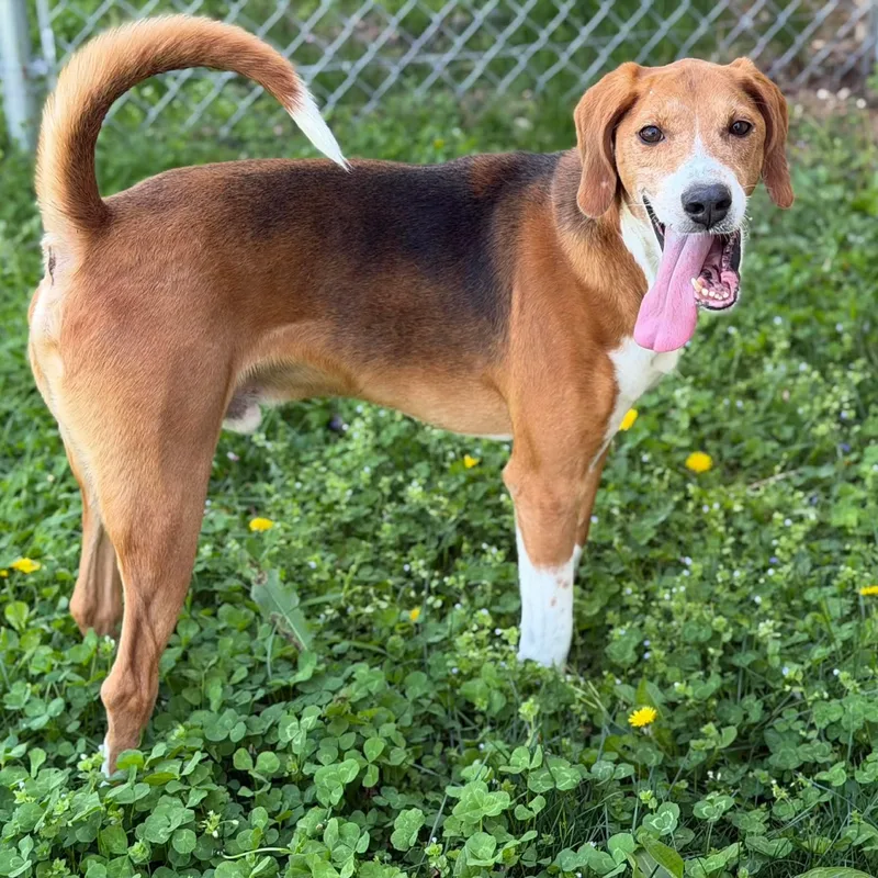 An adult large-sized male Tricolor (Brown, Black, & White) Hound dog named 26-00180 for adoption in Fredericksburg, VA