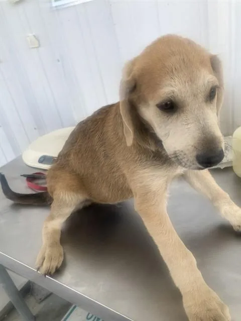 A baby medium-sized male Brown / Chocolate Shepherd dog named Ice Bear Urgent for adoption in Thousand Oaks, CA