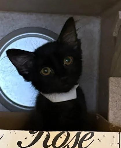A baby medium-sized female Domestic Short Hair cat named Sorrel for adoption in Washington, DC