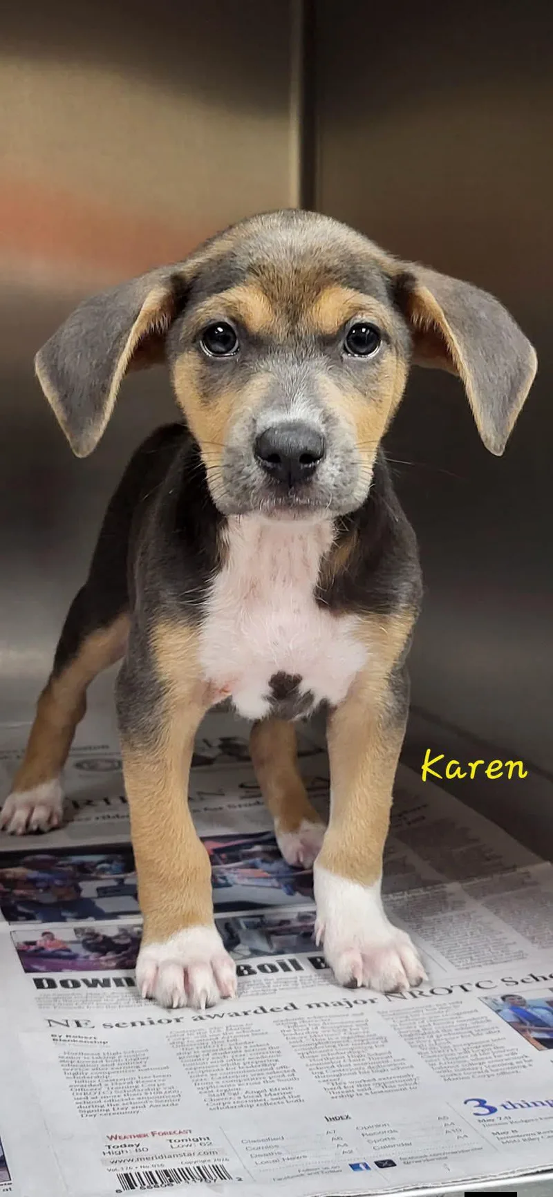A baby small-sized female Brindle Mixed Breed dog named Karen for adoption in Marion, MS