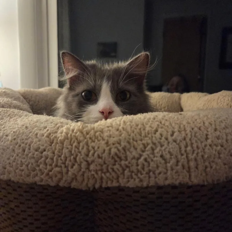 A young medium-sized female Gray / Blue / Silver Domestic Medium Hair cat named April ARC for adoption in Akron, NY