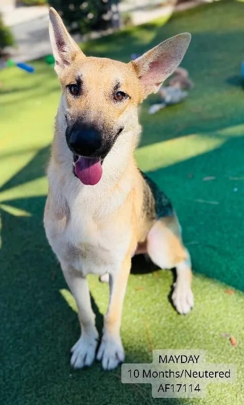 An adult large-sized male Yellow / Tan / Blond / Fawn German Shepherd Dog dog named Mayday for adoption in Supply, NC