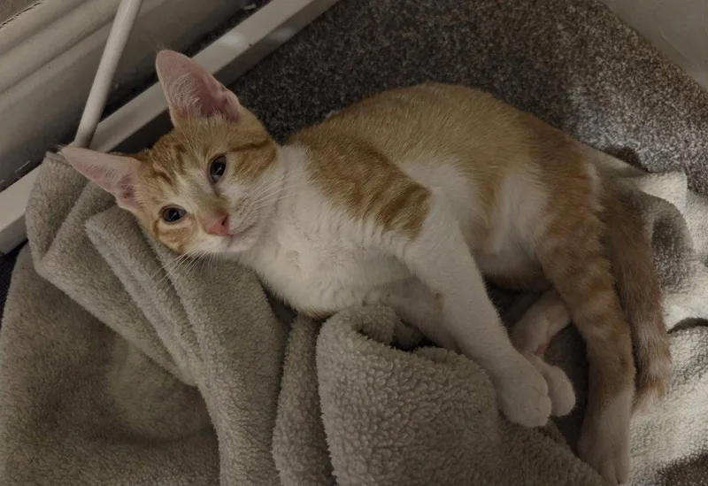 A baby medium-sized male Orange & White Domestic Short Hair cat named Leonard for adoption in Frisco, TX