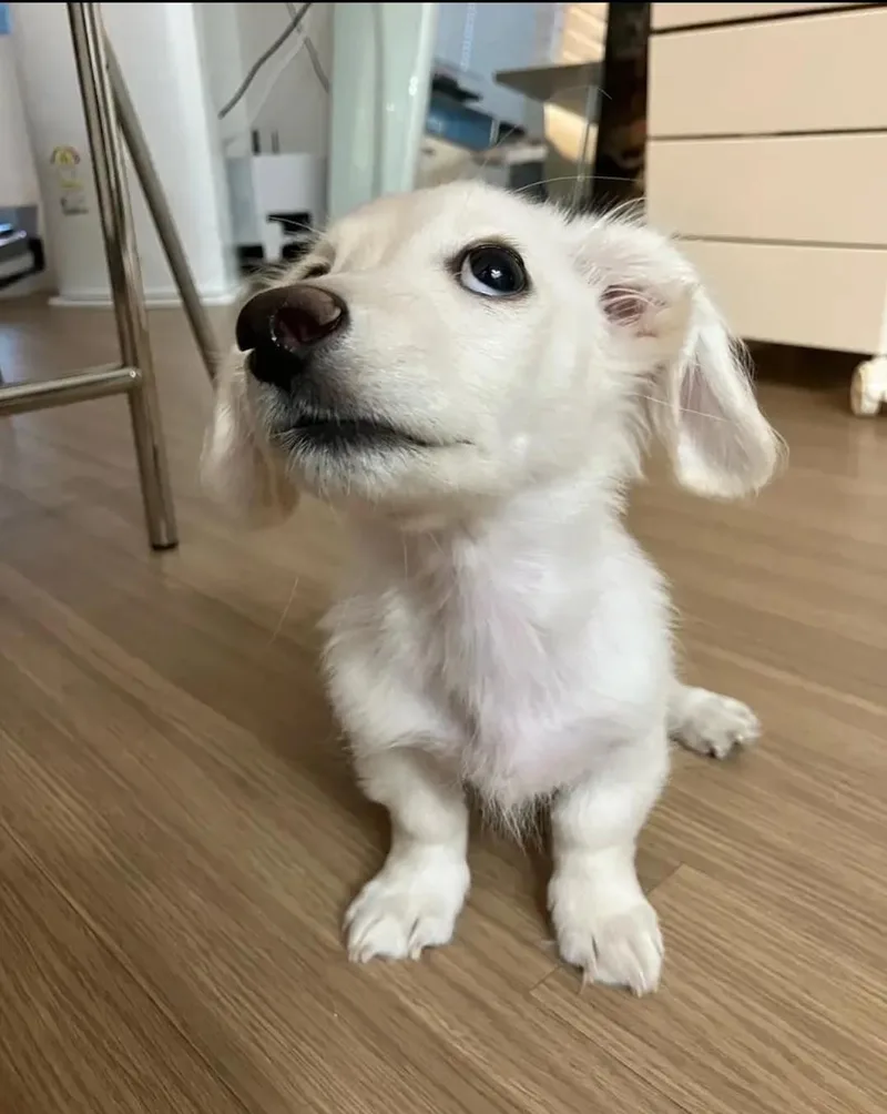 A baby small-sized male Dachshund dog named Baby Blue for adoption in Reddick, FL
