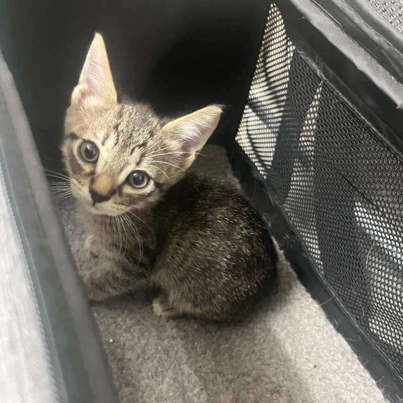A baby small-sized female Brown / Chocolate Domestic Short Hair cat named Zipper for adoption in Fort Lauderdale, FL