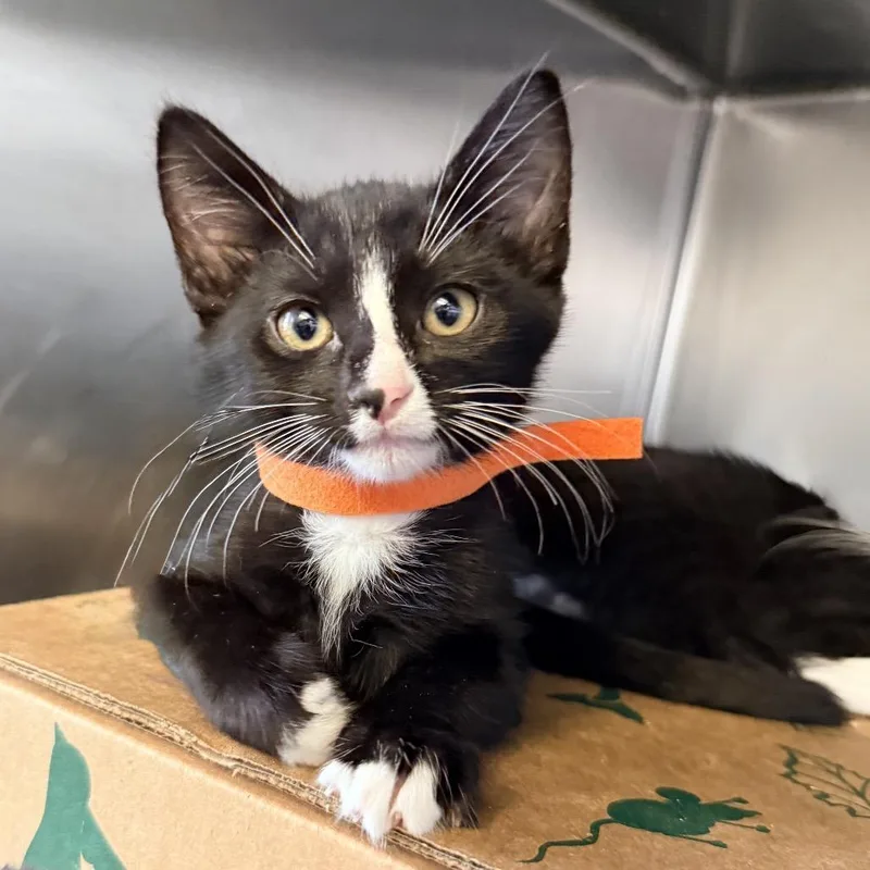 A baby small-sized male Black Domestic Short Hair cat named Goku for adoption in Palm Springs, CA