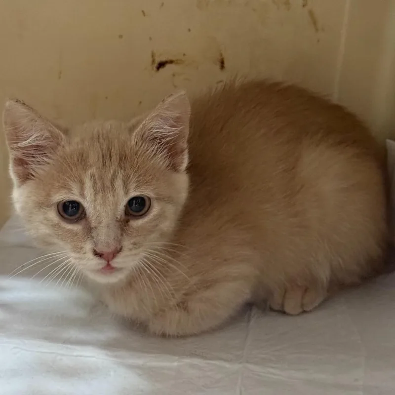 A baby small-sized male Domestic Short Hair cat named Buffy for adoption in Ewing, NJ