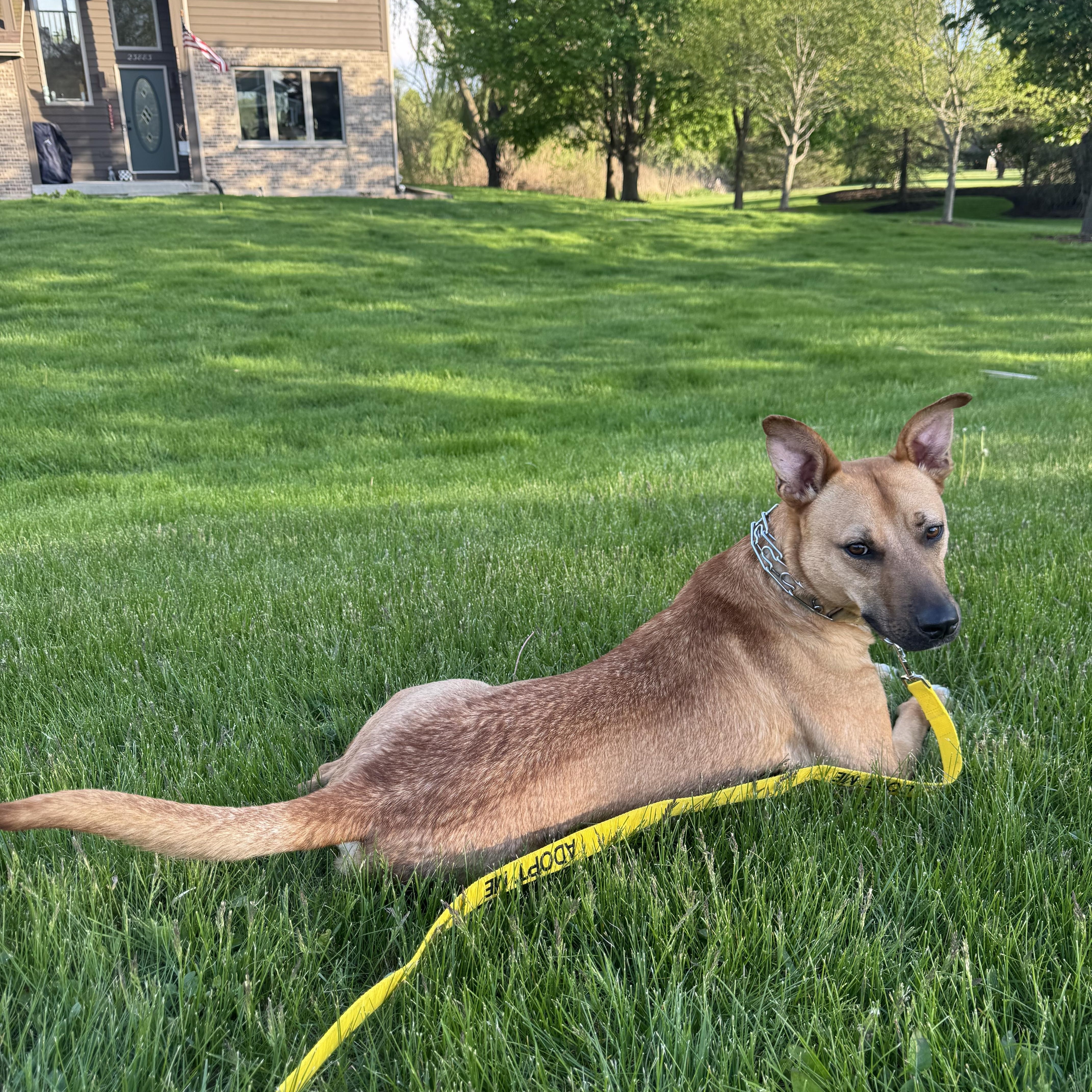 An adult medium-sized male Black Mouth Cur dog named Homer for adoption in Elkhorn, WI