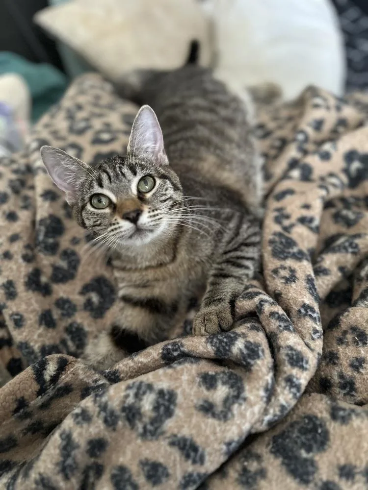 A baby medium-sized female Brown / Chocolate Domestic Short Hair cat named Bonnie for adoption in Chicago, IL