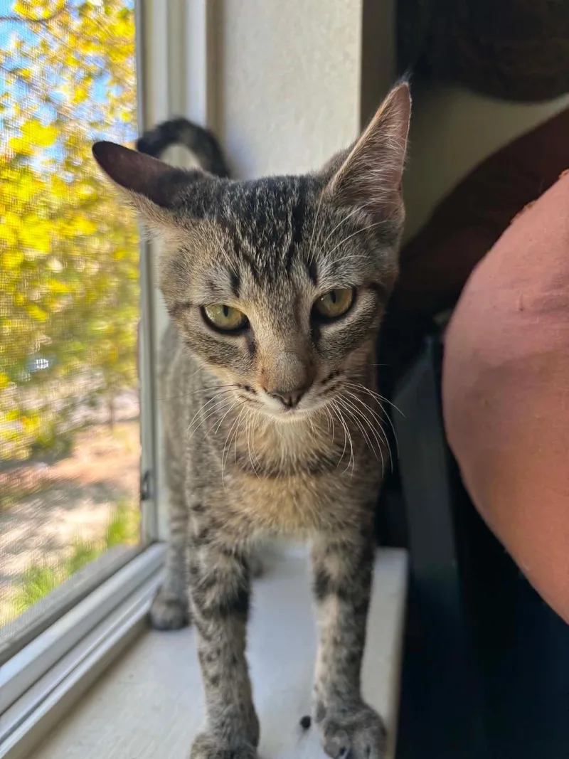A baby medium-sized male Tabby (Brown / Chocolate) Domestic Short Hair cat named RuPaw for adoption in Davis, CA
