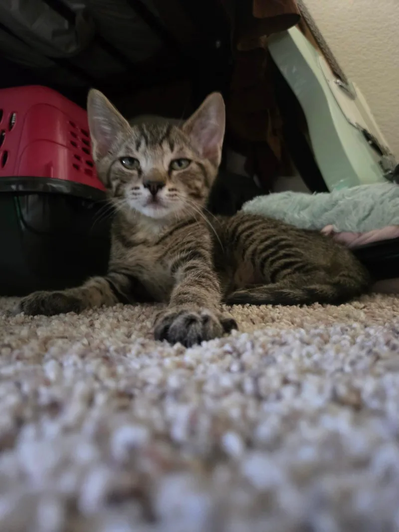 RuPaw thumbnail 2