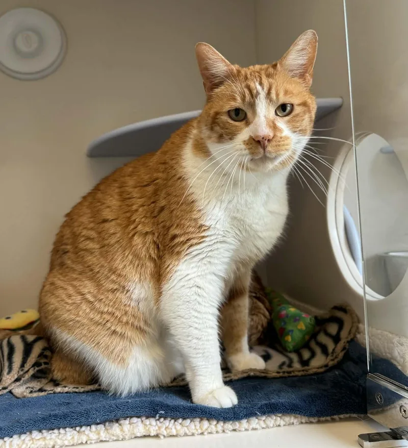 An adult large-sized male Orange & White Domestic Short Hair cat named Rooster for adoption in Elizabethtown, NY