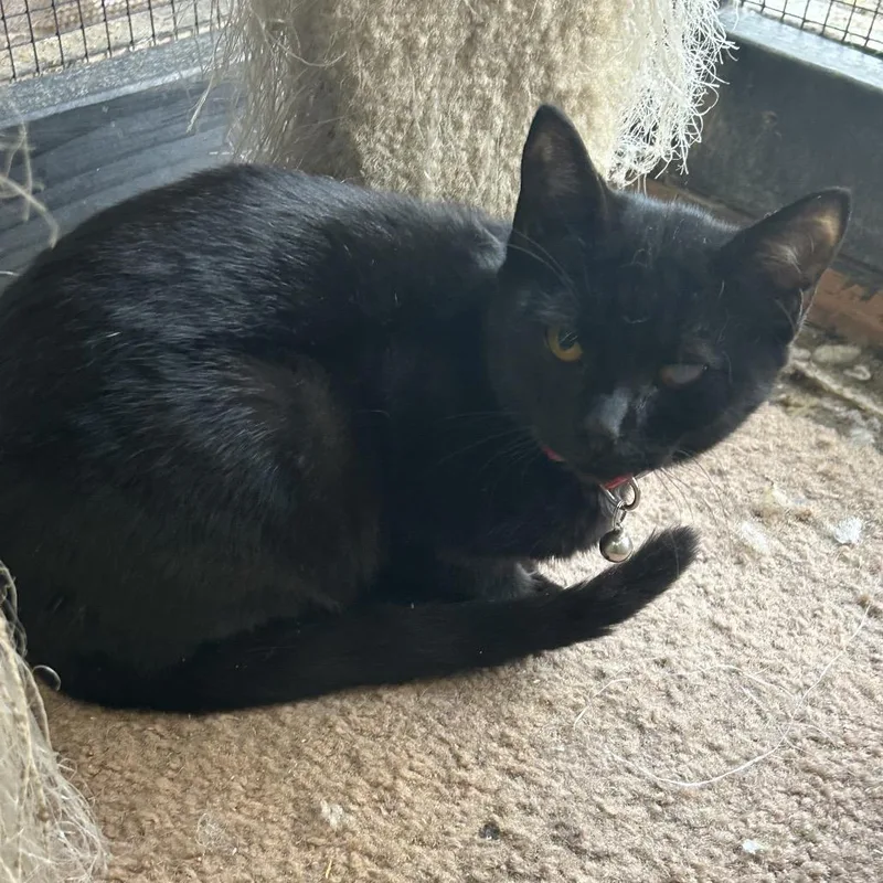 Purrplexed thumbnail 2