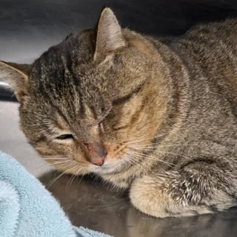 An adult large-sized male Brown / Chocolate Domestic Short Hair cat named Peaches Carlsbad for adoption in Denver, CO