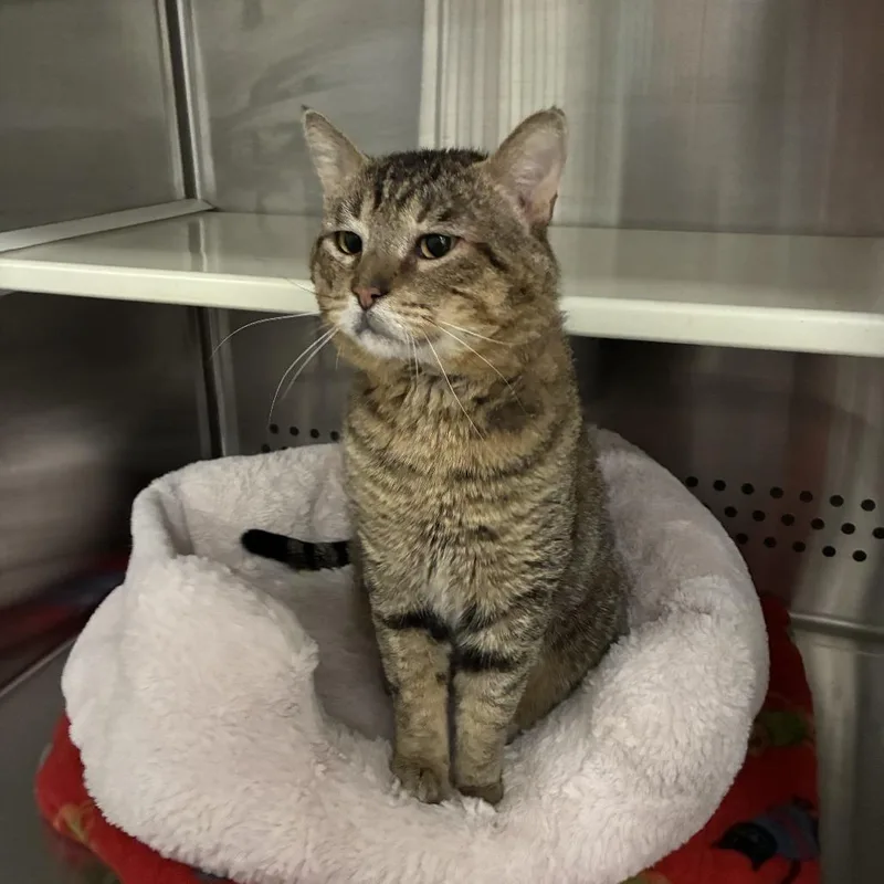 Peaches Carlsbad thumbnail 2