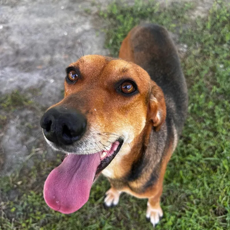 An adult medium-sized female Yellow / Tan / Blond / Fawn Hound dog named Evergreen for adoption in Indiantown, FL