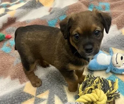 A baby small-sized female Brown / Chocolate Terrier dog named Agnes for adoption in Annapolis, MD