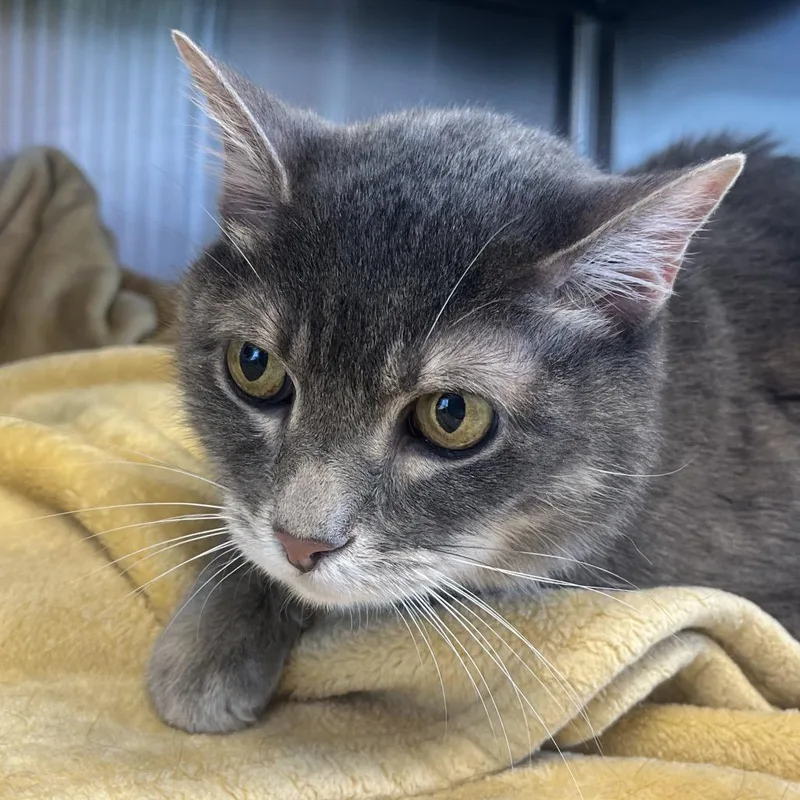 A senior medium-sized male Gray / Blue / Silver Domestic Short Hair cat named Grayson for adoption in Madisonville, TN
