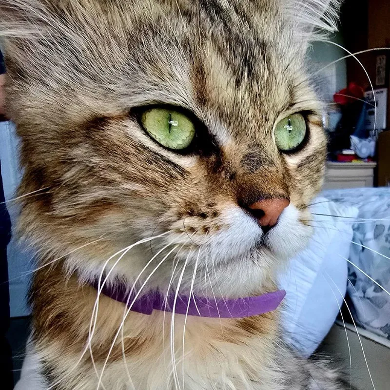 An adult medium-sized male Torbie Domestic Long Hair cat named Nylon for adoption in Bountiful, UT