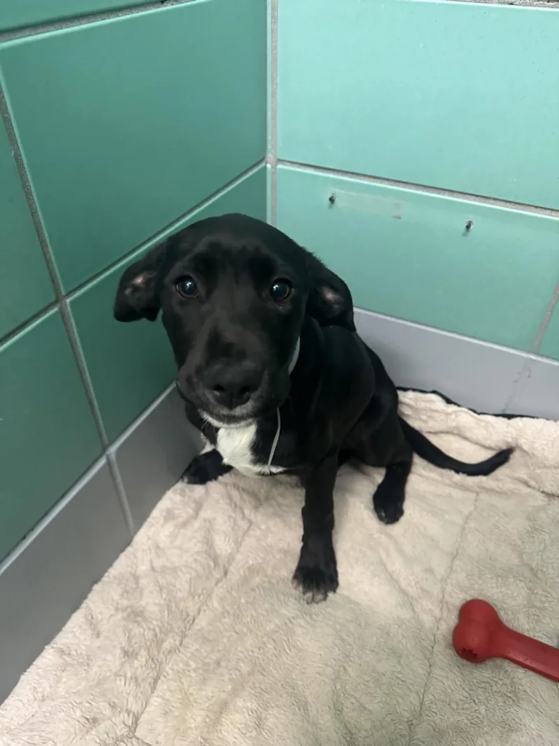 A young small-sized female Staffordshire Bull Terrier dog named Raven Simone for adoption in Houston, TX