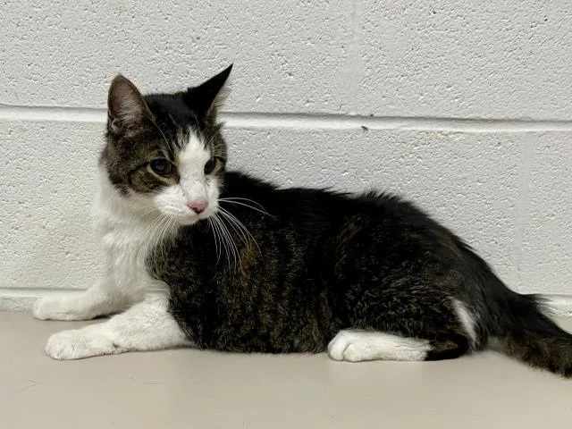 A senior medium-sized male Domestic Short Hair cat named Prince Harry for adoption in Saint Peters, MO