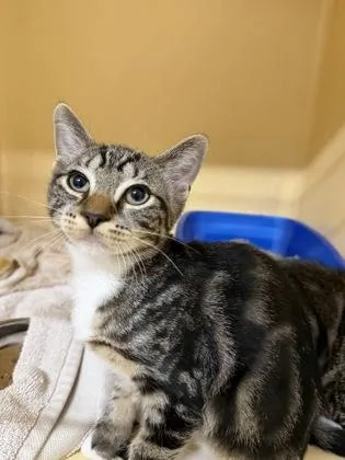 A baby small-sized male Domestic Short Hair cat named Leo for adoption in Clarks Summit, PA