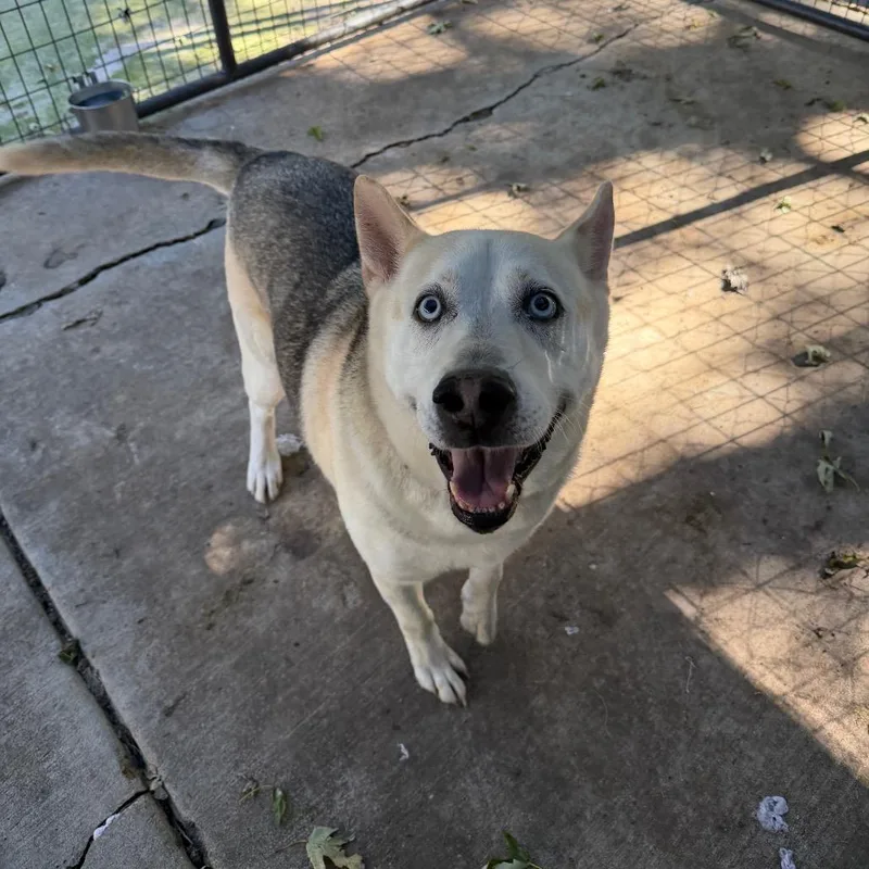 An adult large-sized male Husky dog named Bizkit James for adoption in Hanna City, IL