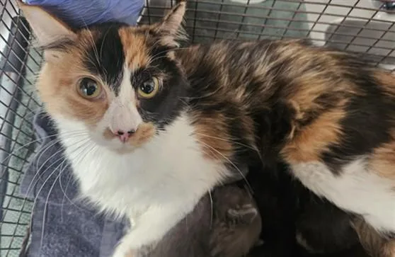 A young medium-sized female Domestic Short Hair cat named Harley for adoption in Los Angeles, CA