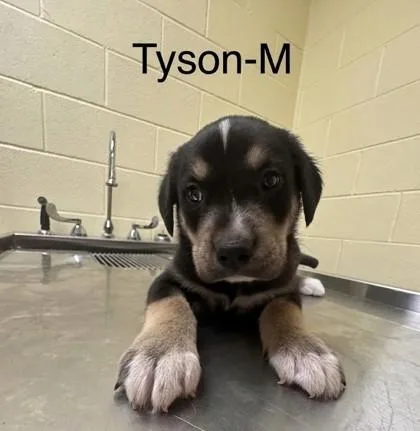 A baby small-sized male Mixed Breed dog named Tyson for adoption in Guntersville, AL