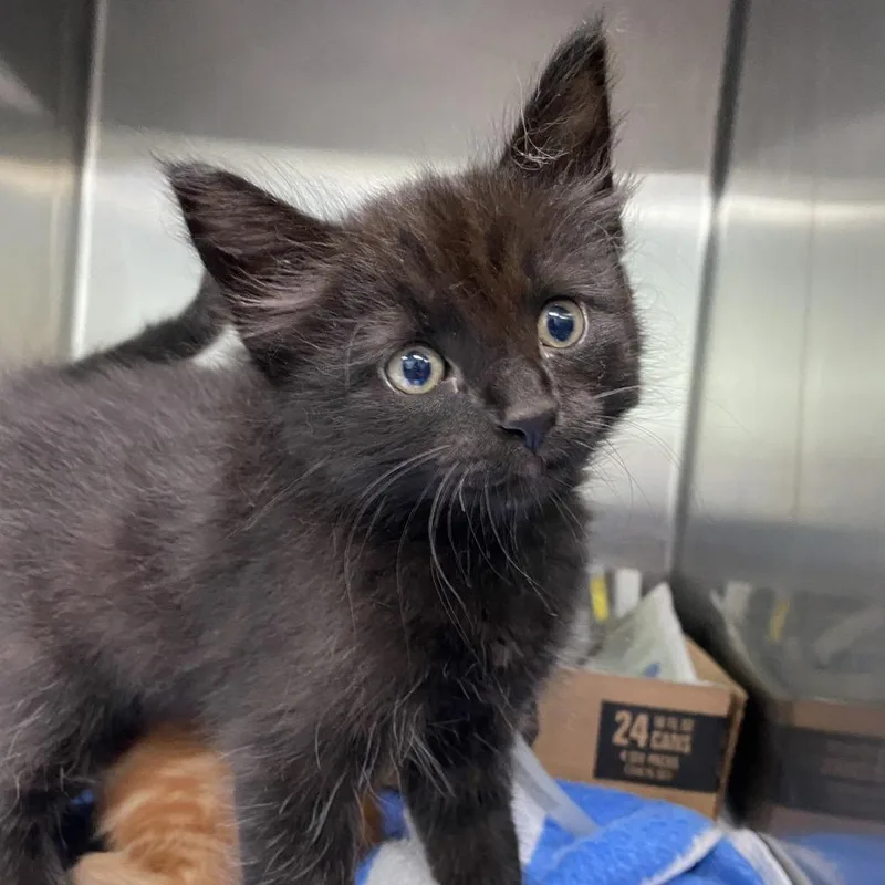 A baby small-sized male Black Domestic Short Hair cat named Alabaster for adoption in Vieques, PR