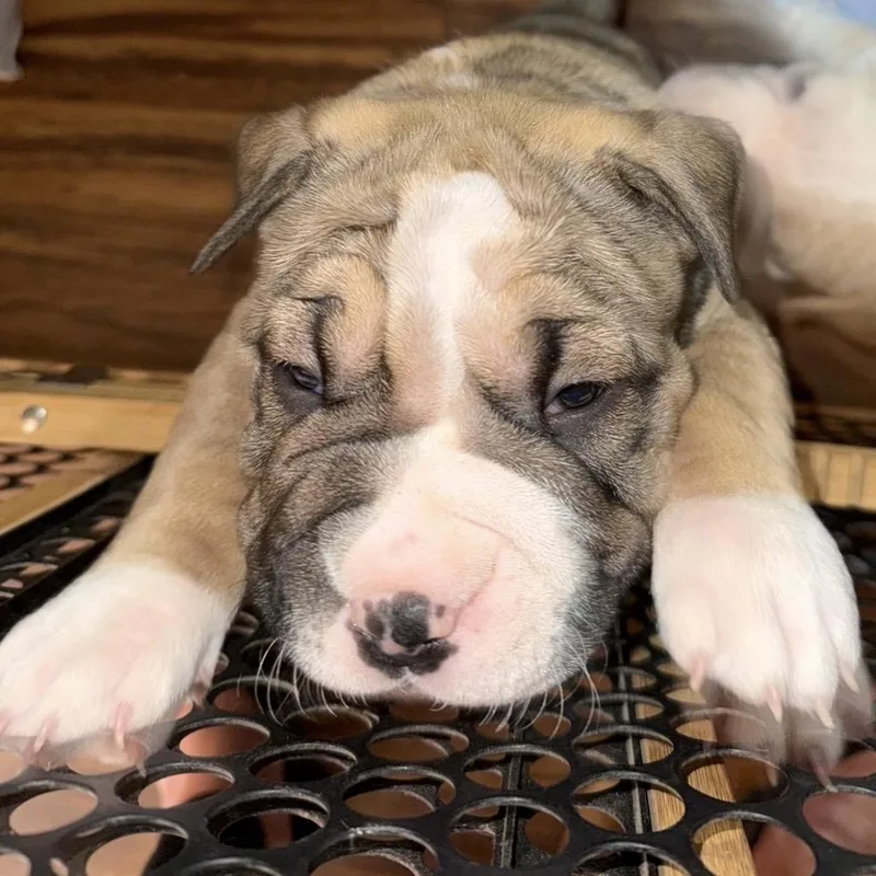 A baby small-sized female Brown / Chocolate Pit Bull Terrier dog named Maeve for adoption in Midland, TX