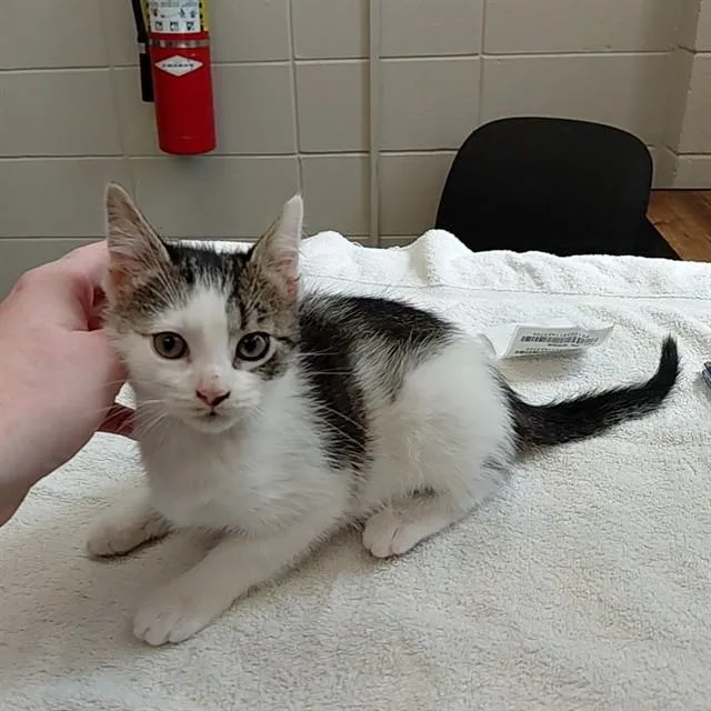 A baby medium-sized female Domestic Short Hair cat named Linda for adoption in Huntsville, AL