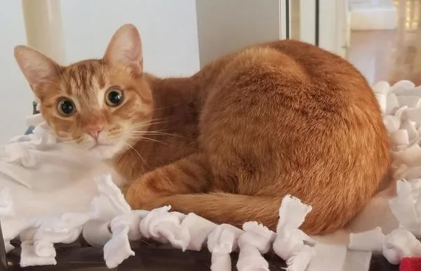 Cheeto