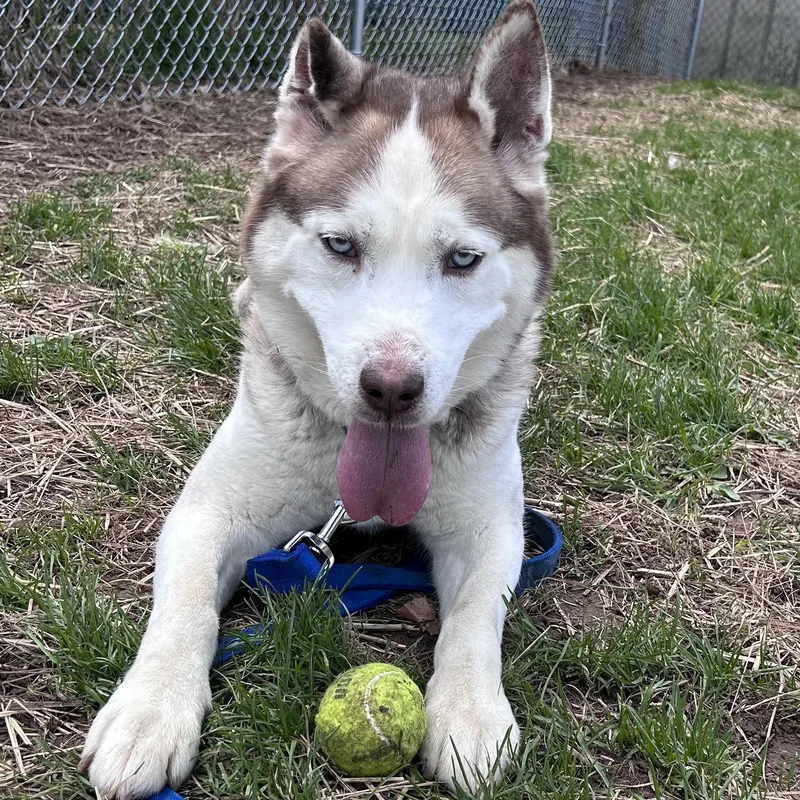 An adult medium-sized male Brown / Chocolate Siberian Husky dog named Nordic for adoption in Syracuse, NY