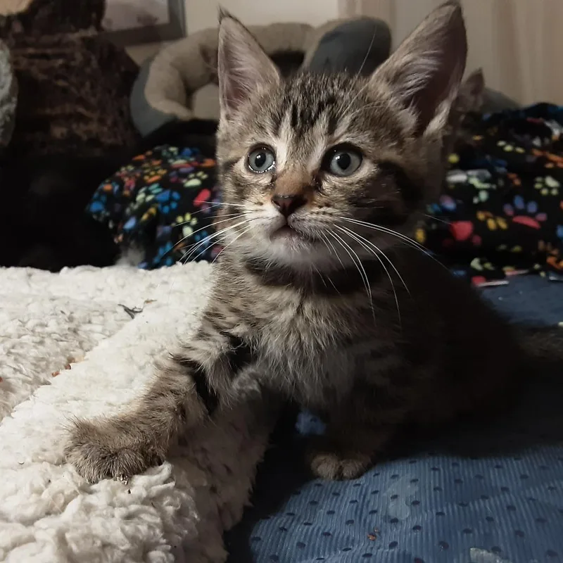 A baby small-sized male Brown / Chocolate Domestic Medium Hair cat named Bandit for adoption in Overland Park, KS
