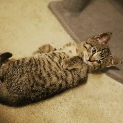 A baby small-sized female Brown / Chocolate Domestic Short Hair cat named Kim for adoption in Rochester, MN