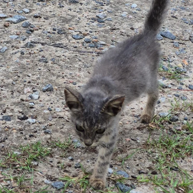 A baby small-sized male Brown / Chocolate Domestic Short Hair cat named Frisbee for adoption in Columbus, GA