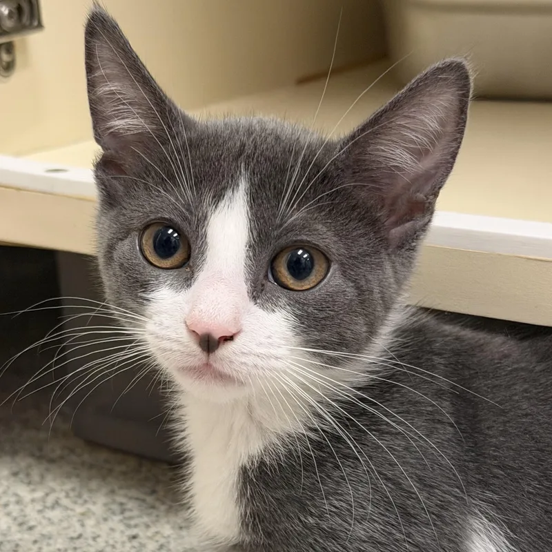 A baby small-sized female Gray & White Domestic Short Hair cat named Jill for adoption in Cooperstown, NY