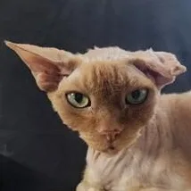 A senior large-sized male Orange / Red Devon Rex cat named Gabe for adoption in Bulverde, TX