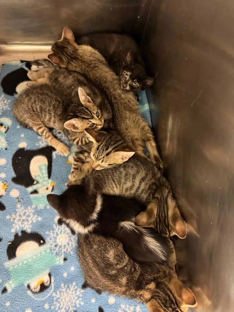 A baby medium-sized female Domestic Short Hair cat named Taurus for adoption in Belton, TX