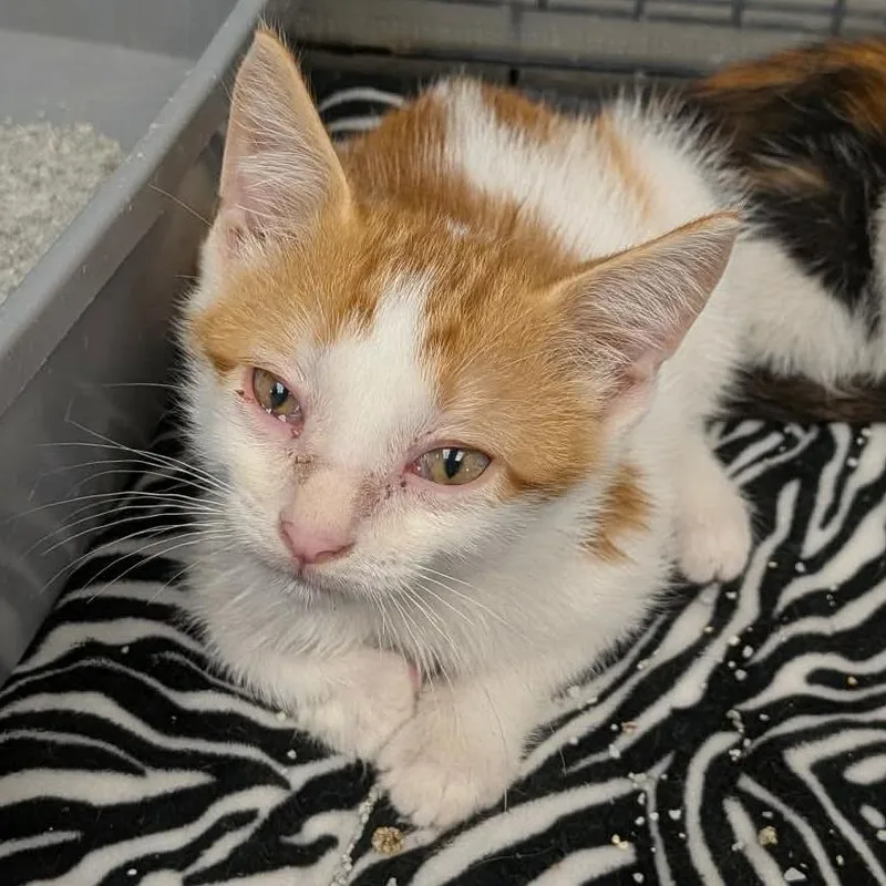 A baby small-sized male Domestic Short Hair cat named Pumpkin for adoption in Hannibal, MO