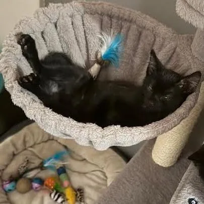 A baby small-sized male Black Domestic Short Hair cat named Pea Woo C for adoption in Princeton, MN