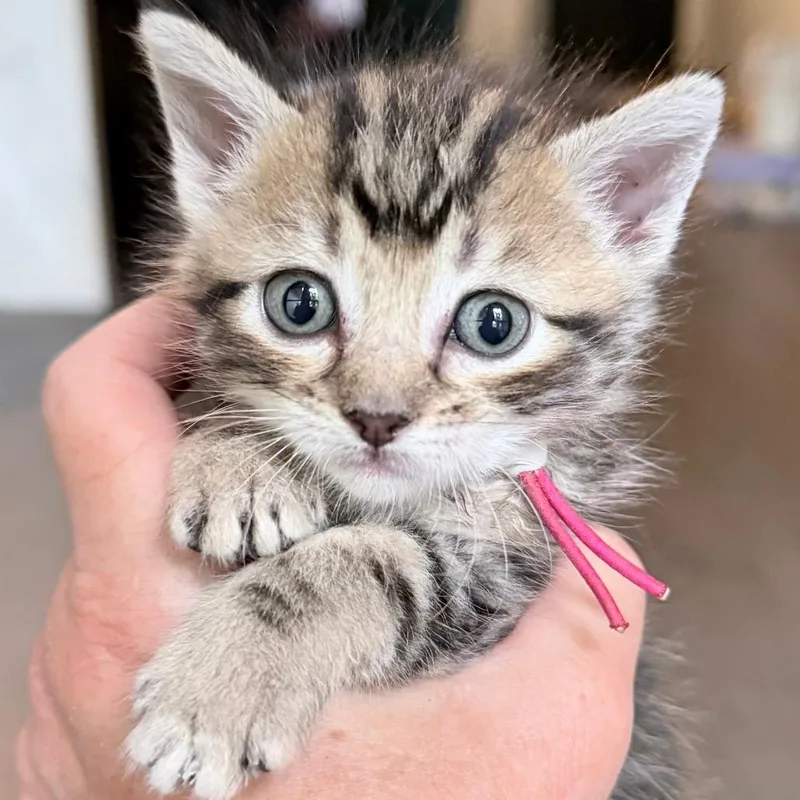 A baby small-sized male Domestic Short Hair cat named Ricotta for adoption in Austin, TX